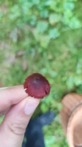 Cortinarius sanguineus