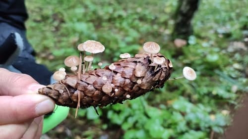 Pieniążniczka szyszkowa