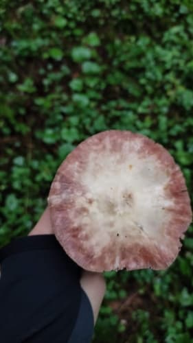 Pieczarka bulwiasta