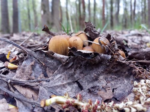 Coprinellus