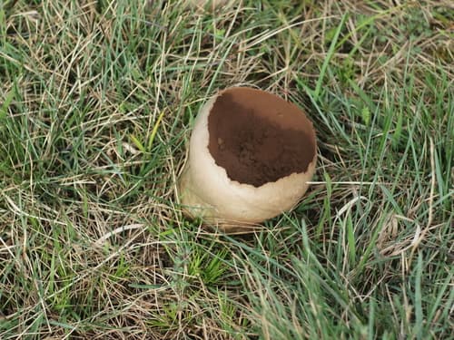 Purchawka oczkowana
