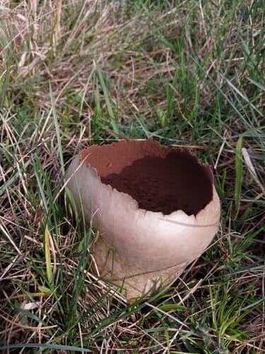 Purchawka oczkowana