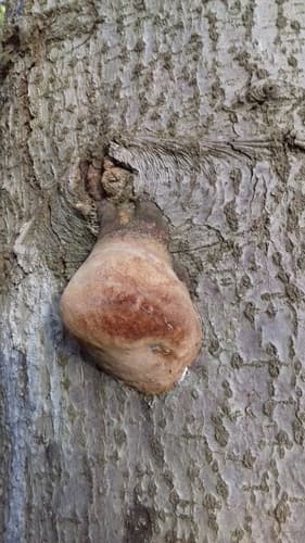 Fomitiporia