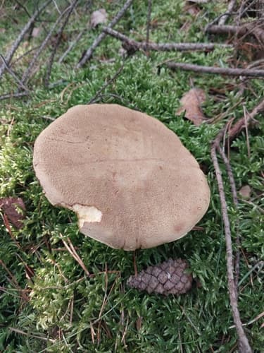 Pieczarniaki