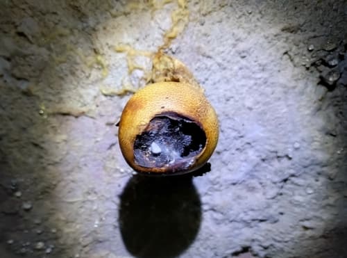 Sclerodermataceae