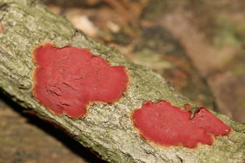 Hymenochaete