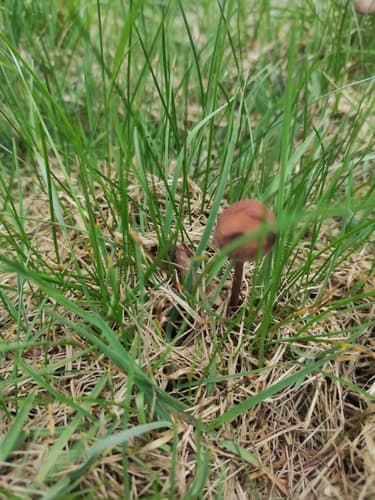 Panaeolus acuminatus