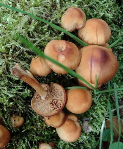 Kuehneromyces