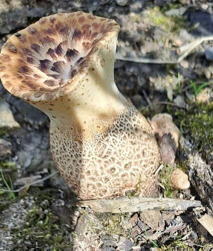 Żagiew Łuskowata