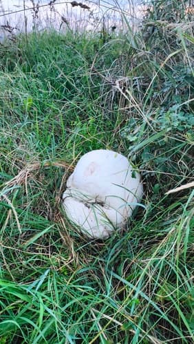 Czasznica olbrzymia