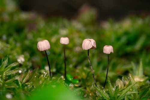 Marasmius