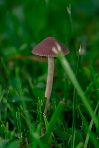 kruchaweczka czerwonawa