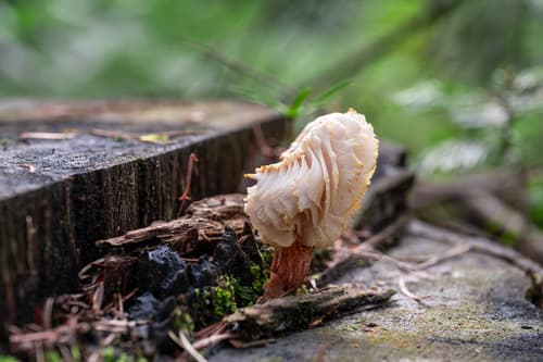 Neolentinus