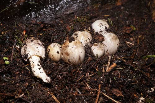 Coprinopsis
