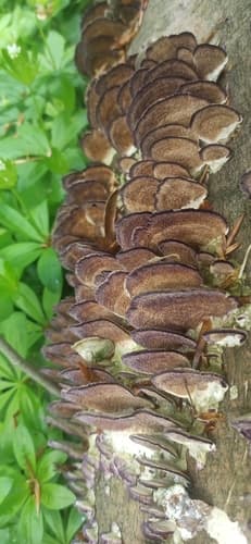 Niszczyk liściastodrzewny