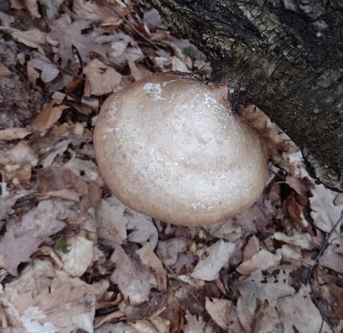 Białoporek brzozowy