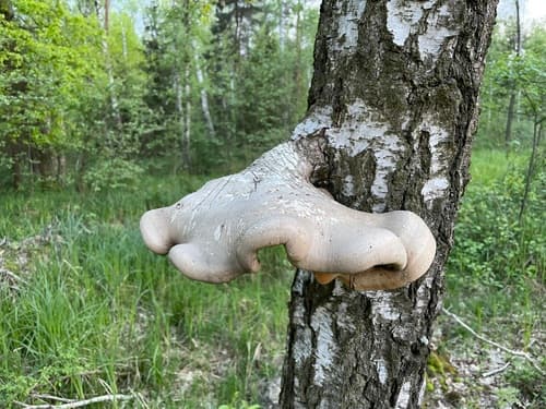 Białoporek brzozowy