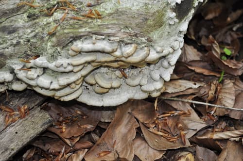 Irpicaceae