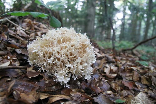 Siedzuń dębowy