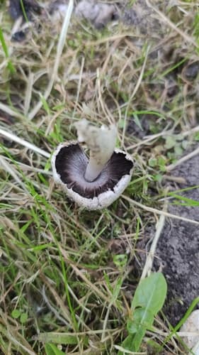 Coprinopsis