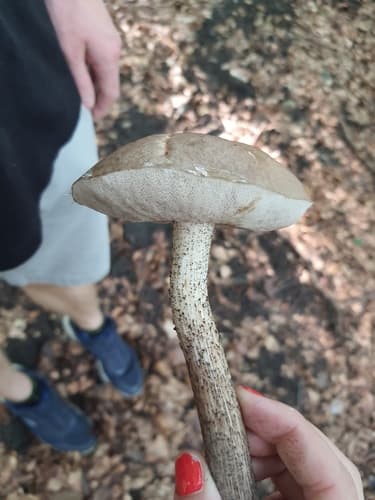 Leccinoideae