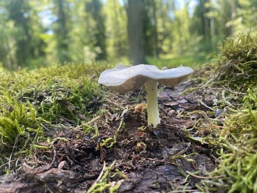Drobnołuszczak