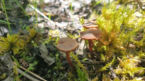 Tubaria
