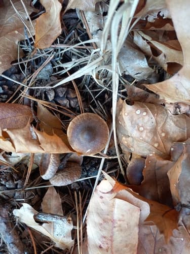 Agaricineae