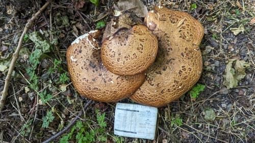 Żagiew Łuskowata