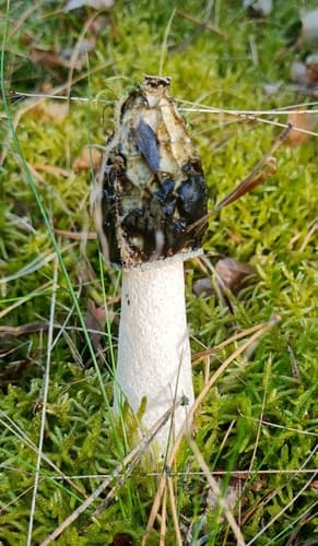 Sromotnik smrodliwy
