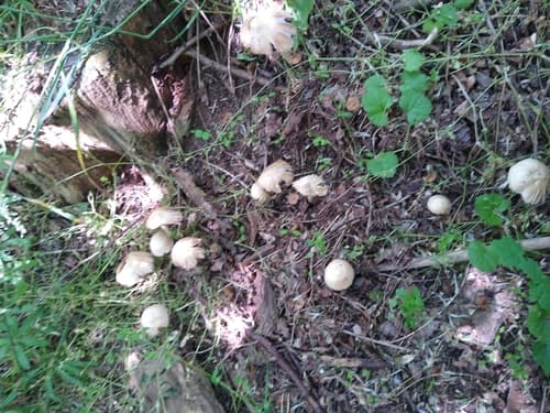 Kruchaweczka zaroślowa