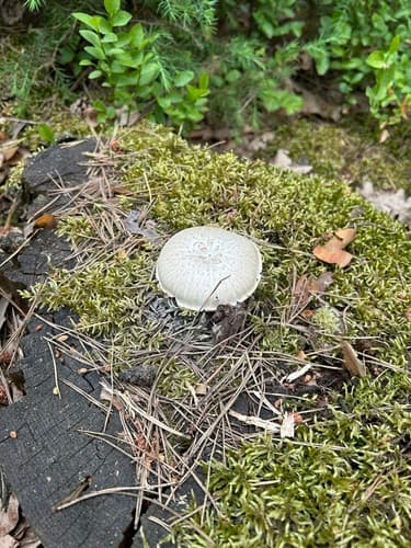 Twardoskórzak łuskowaty