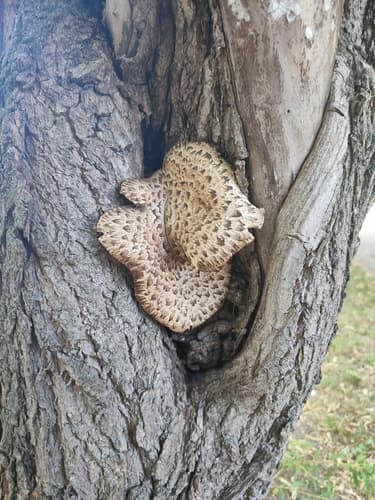 Żagiew Łuskowata