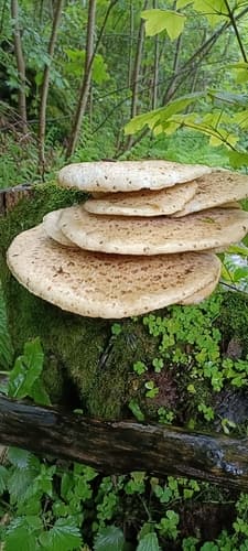 Żagiew Łuskowata