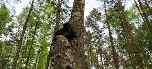 Błyskoporek podkorowy