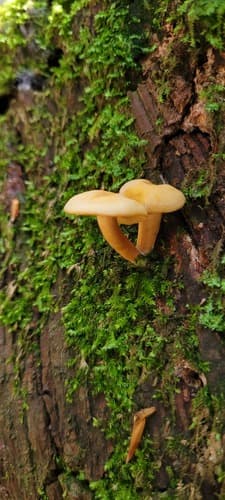 Pieczarniaki