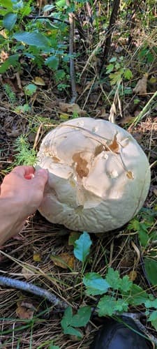 Czasznica olbrzymia