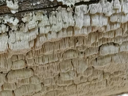 Amyloporia