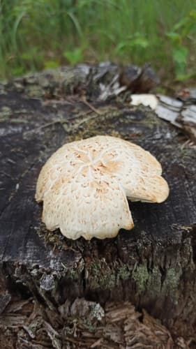 Twardoskórzak łuskowaty