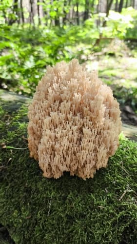Artomyces microsporus