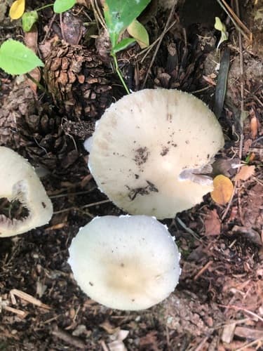 Kruchaweczka zaroślowa