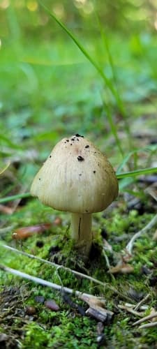 rysostrzępiak porysowany