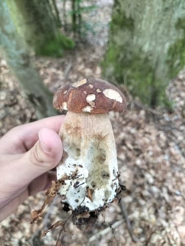 Borowik