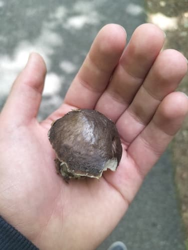 Pluteus