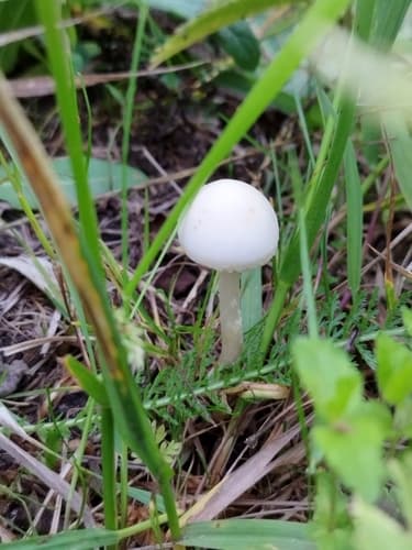 Agrocybe molesta