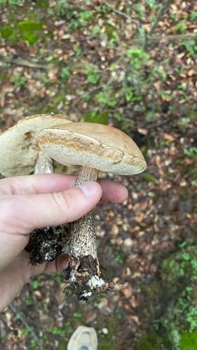 Leccinoideae