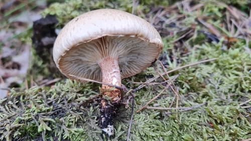 Neolentinus