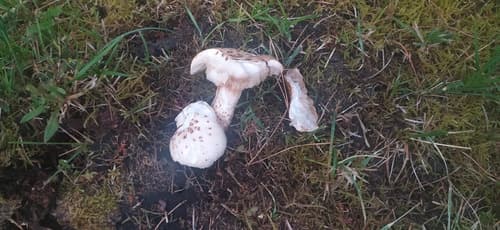 Twardoskórzak łuskowaty