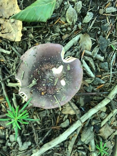 Gołąbek ciemnopurpurowy