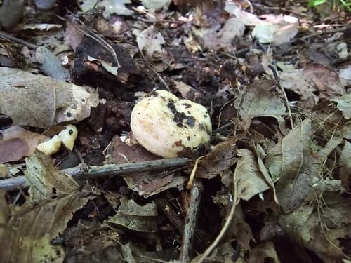 Lactarius acerrimus